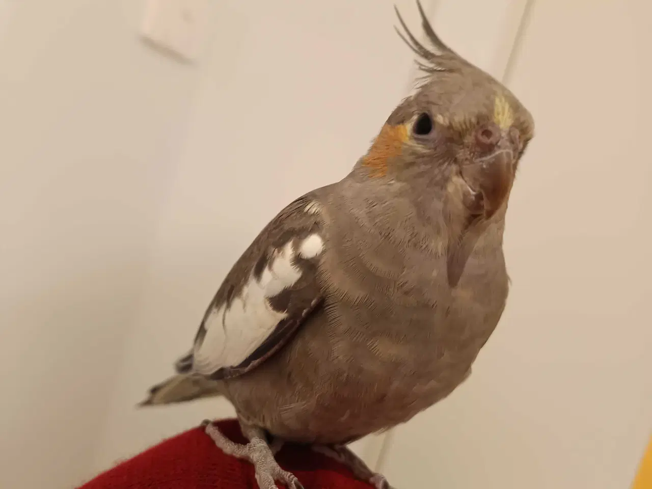 Billede 4 - Nymfeparakit o år