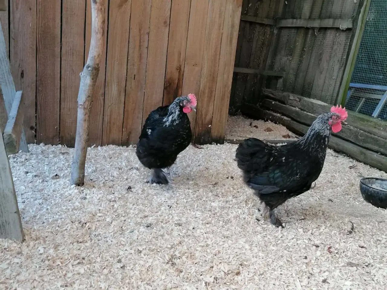 Billede 4 - Sort sølv Maran haner 