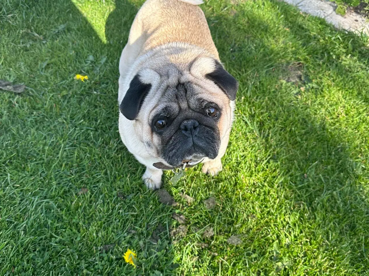 Billede 7 - 1 lille og fræk moppelop bamse søger nyt hjem 🥰