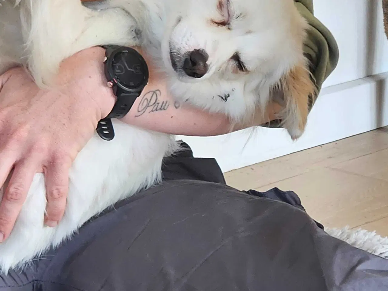 Billede 3 - Luna søger nyt hjem 