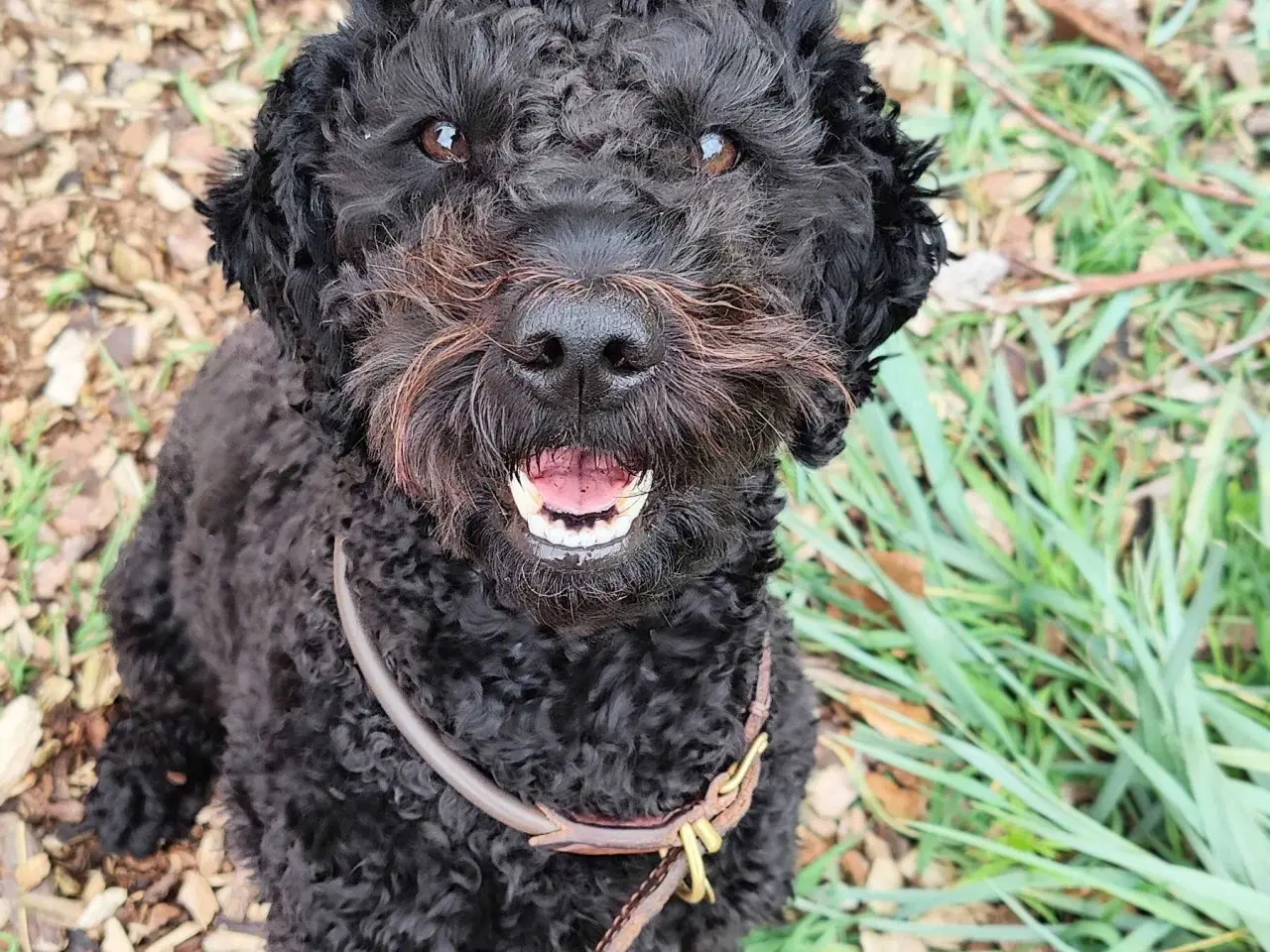 Billede 1 - Skøn glad goldendoodle søger sød familie