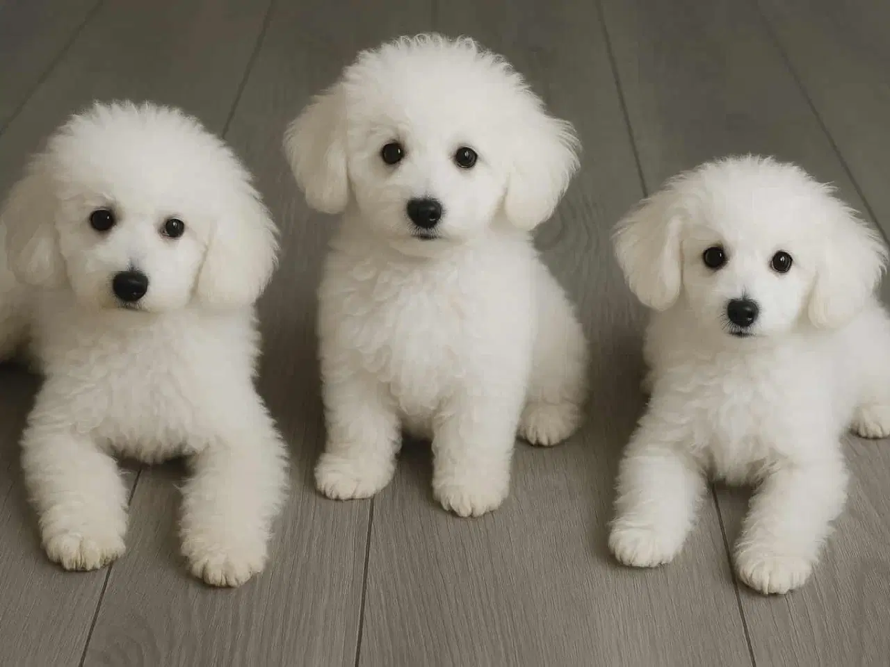 Billede 3 - Puddel blandingen 