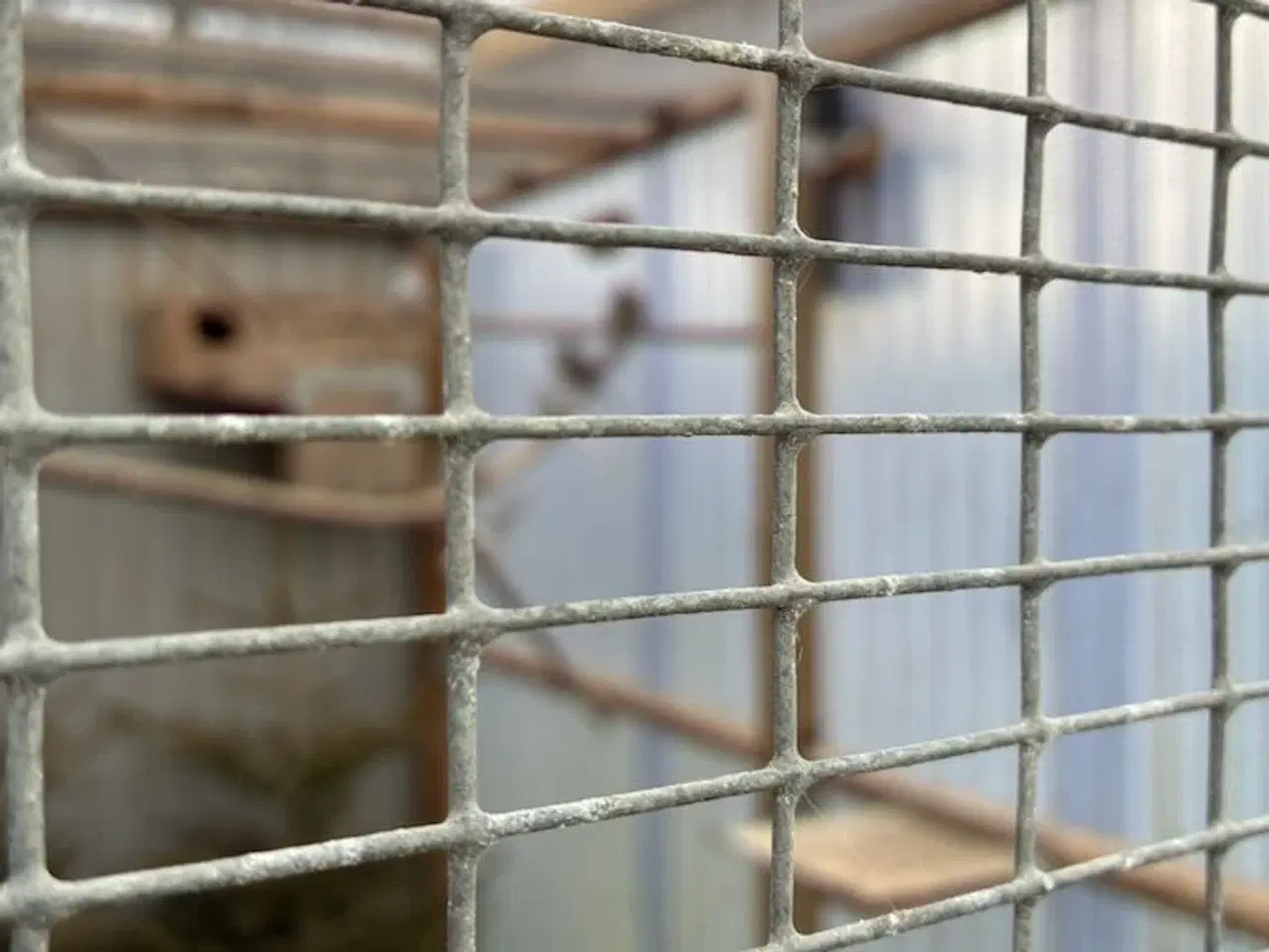 Billede 7 - Diamant duer i ude voliere