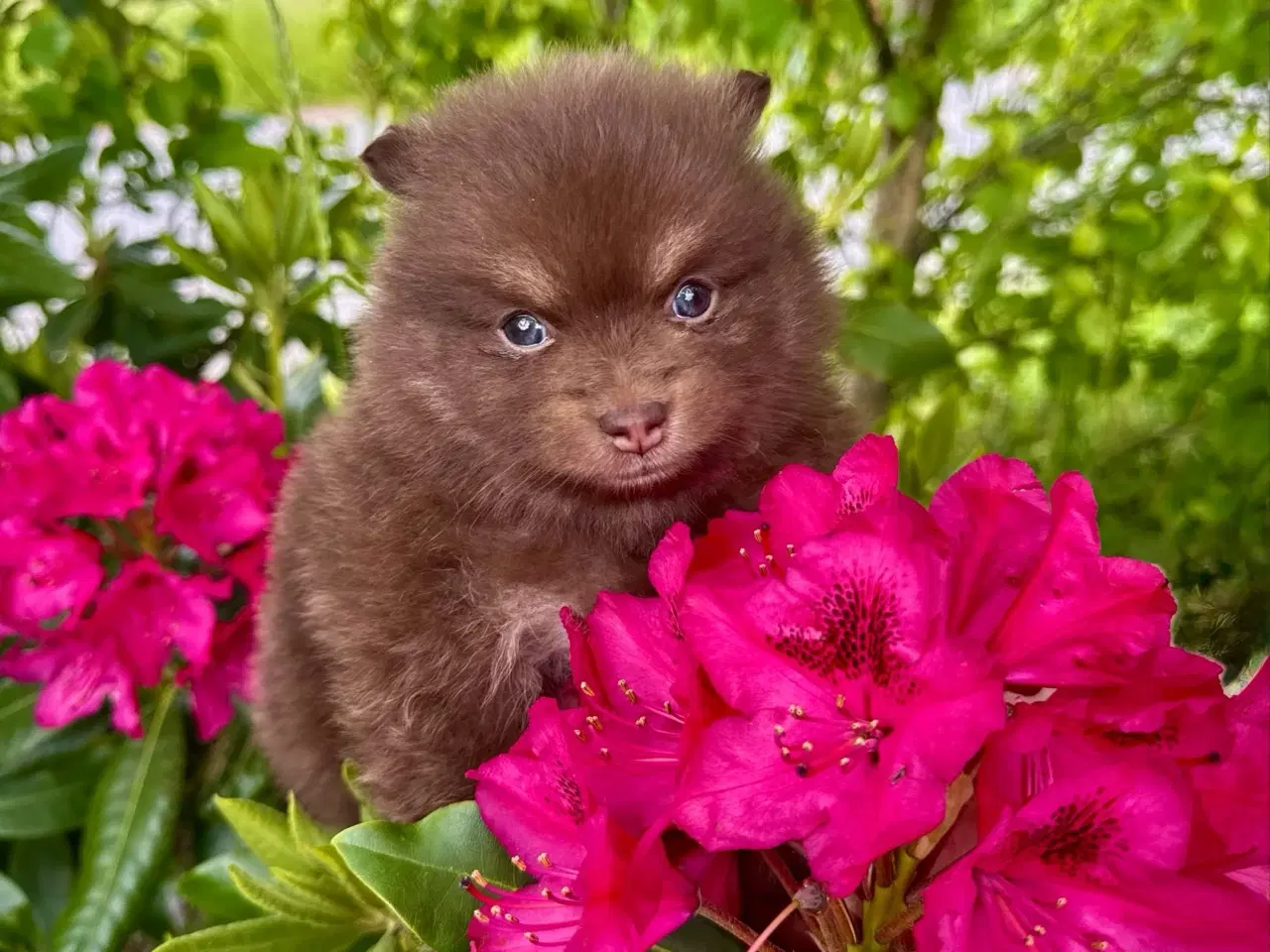 Billede 2 - Smukke  pomerania hvalpe 