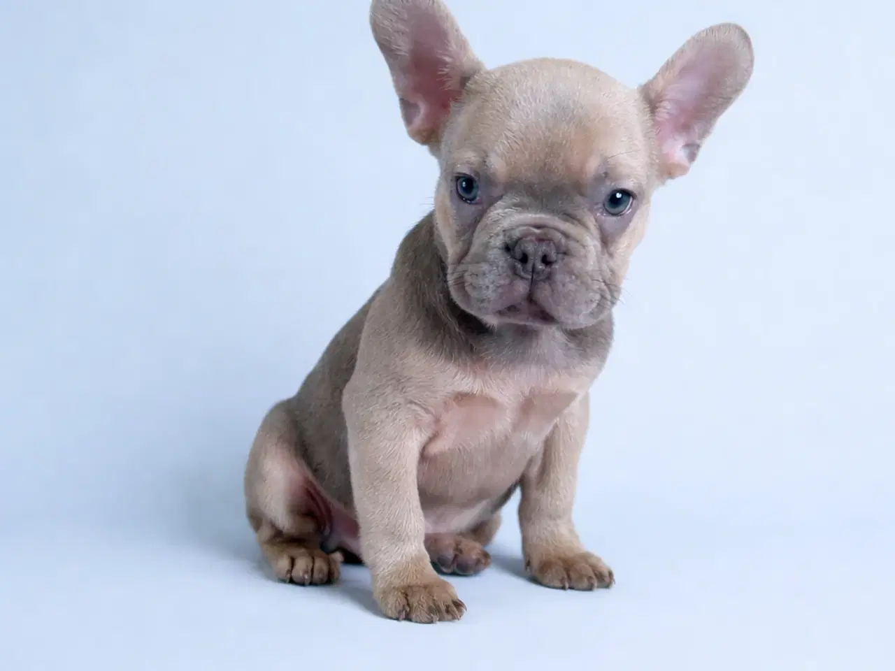 Billede 5 - Fransk bulldog hvalpe 