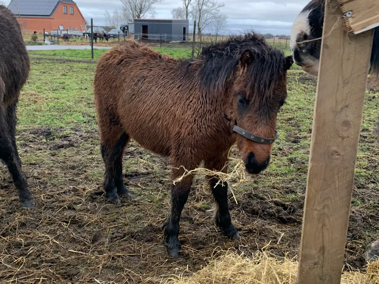 Billede 2 - Knapstrupper hoppeføl