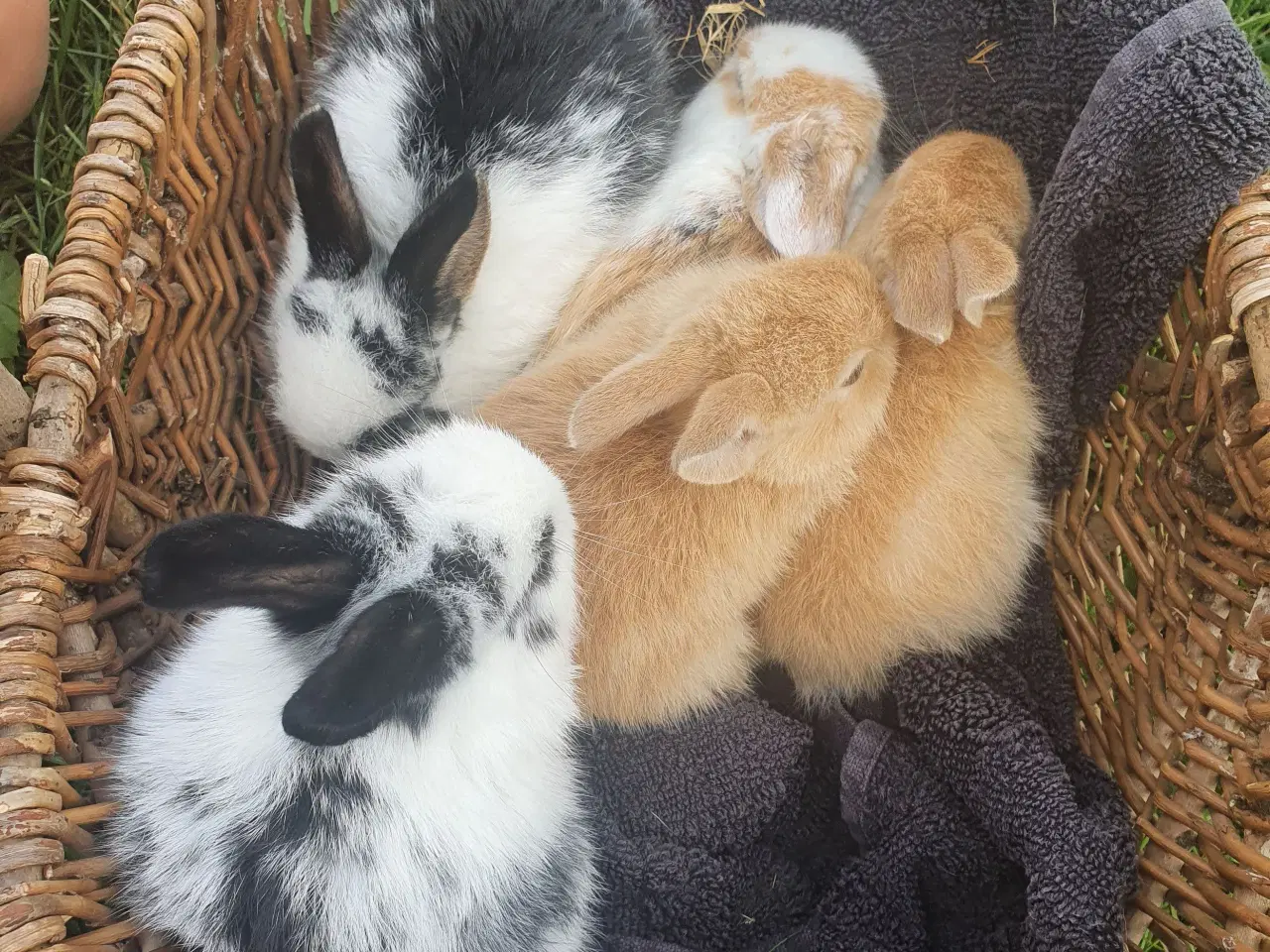 Billede 3 - Kaniner unger 
