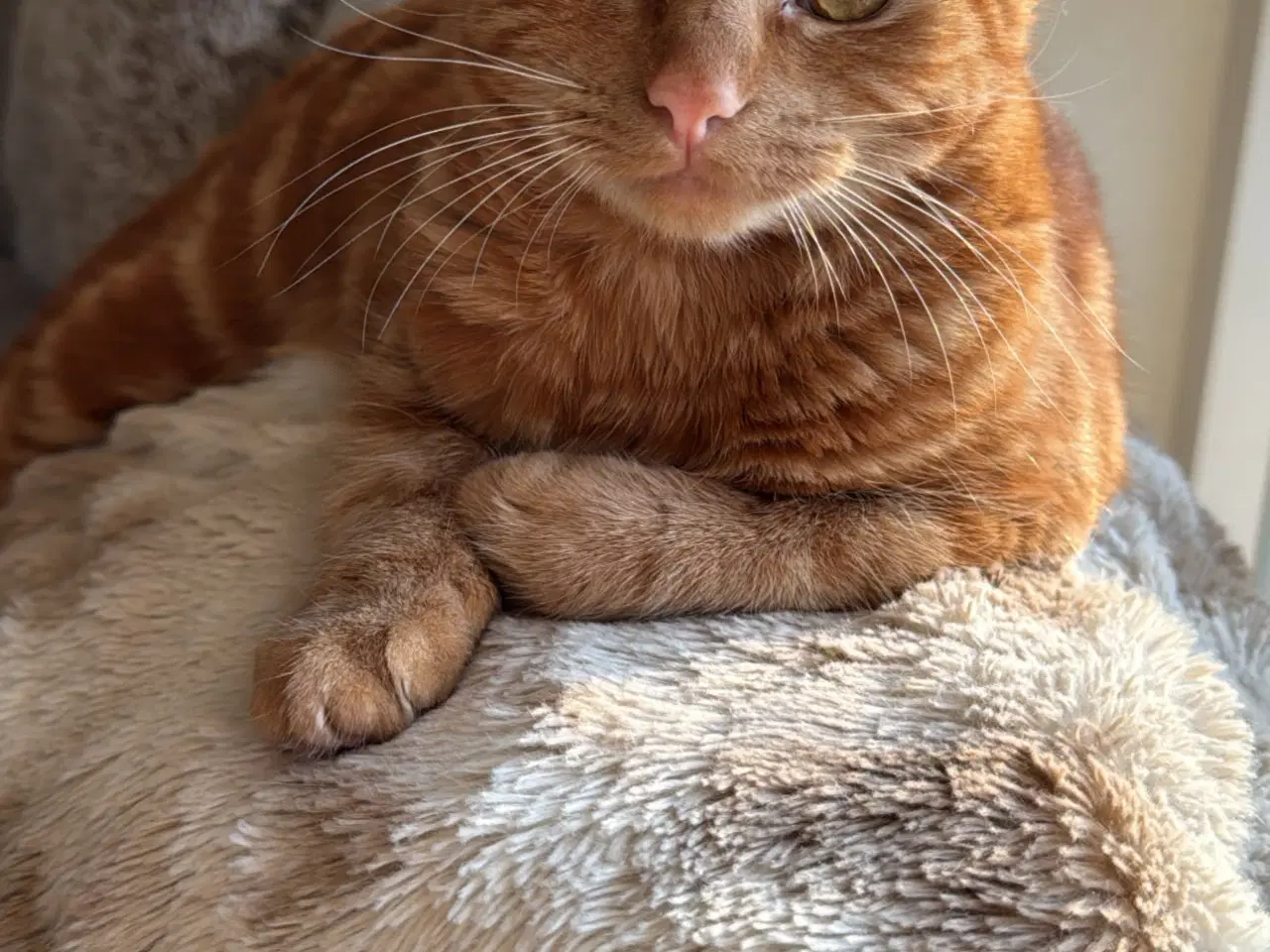 Billede 1 - Sød hunkat søger nyt hjem 