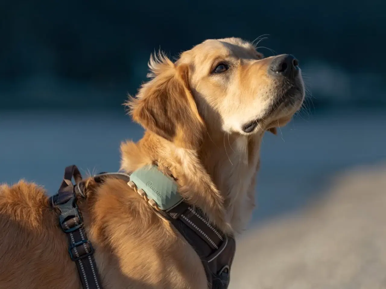 Billede 1 - Hunde-gps (Tractive) med 9 mdr. abonnement