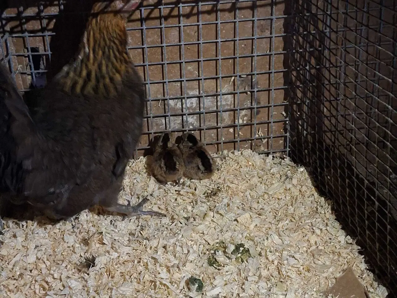 Billede 2 - Dværghøns, dansk landrace