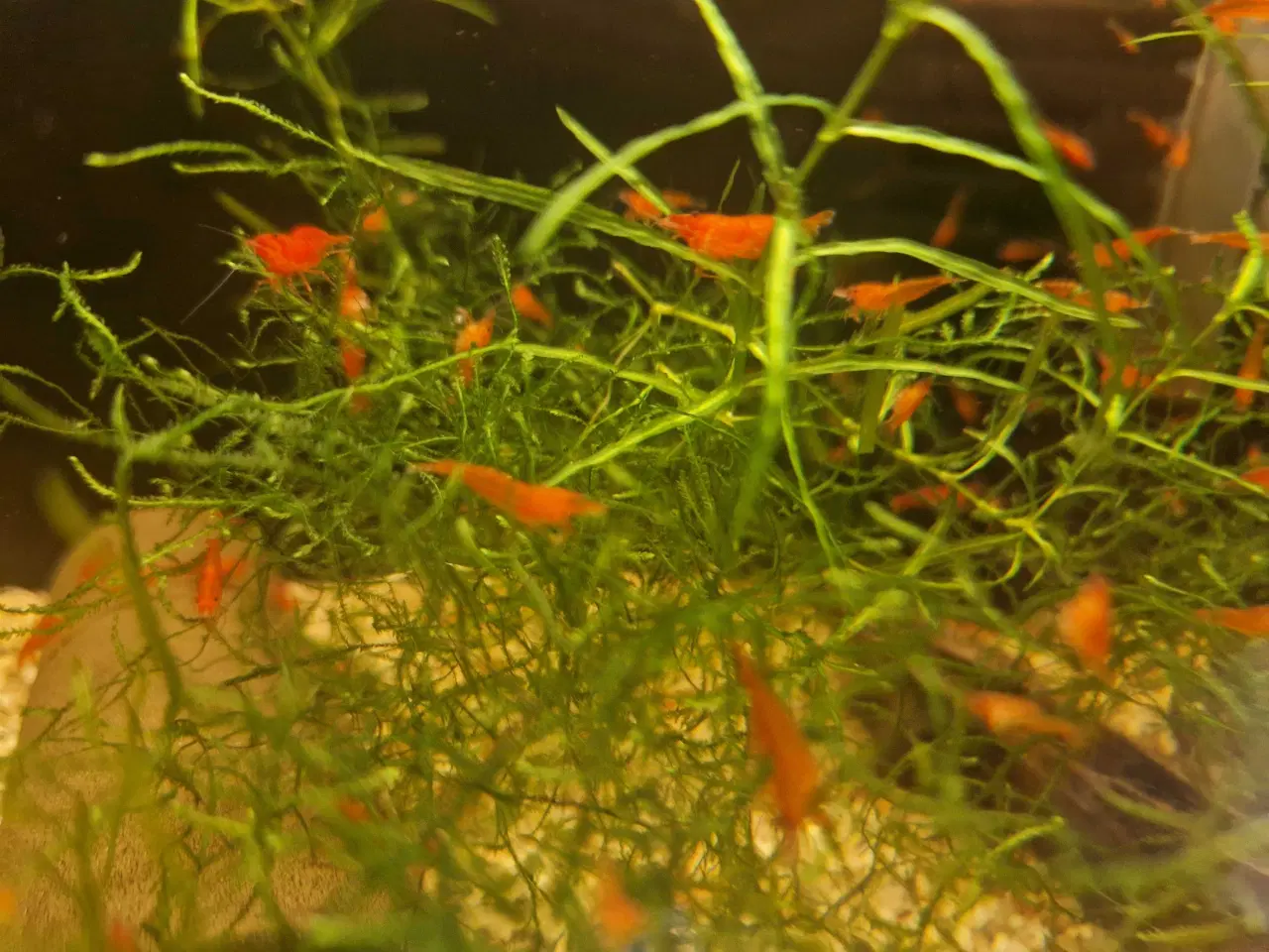 Billede 1 - Davidi Red Fire