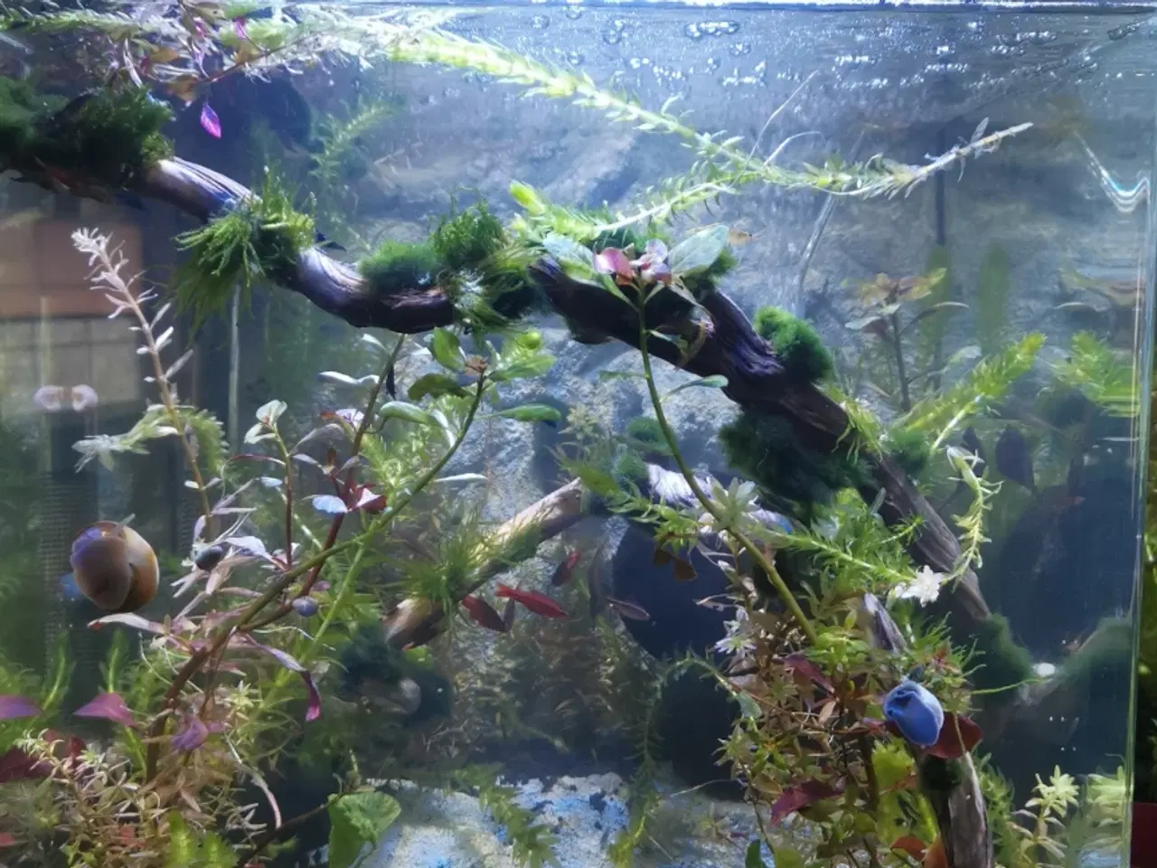 Billede 1 - Akvarium 60 Liter