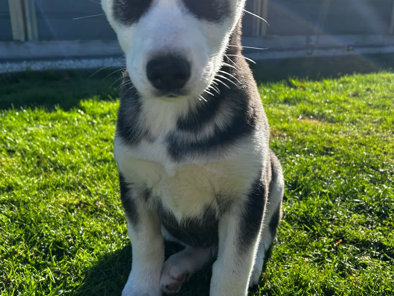 Billede 7 - 2 flotte husky piger