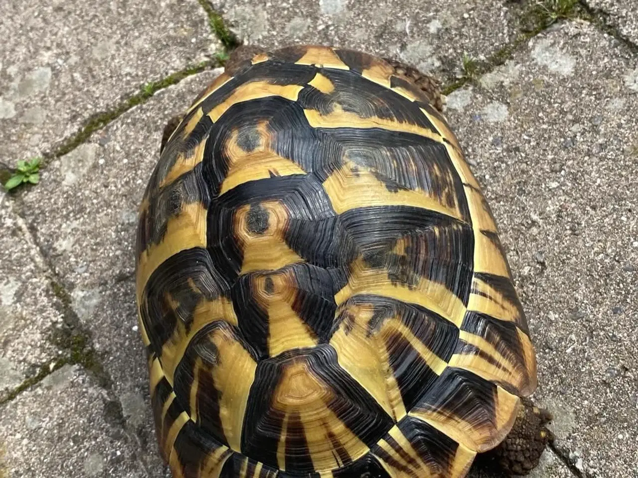 Billede 2 - Græsk landskildpadde 