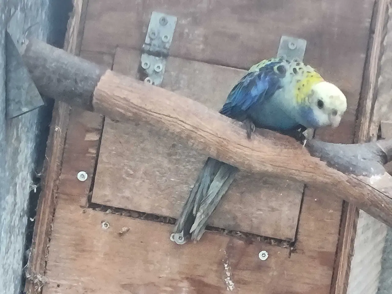 Billede 2 - Blå rosella 