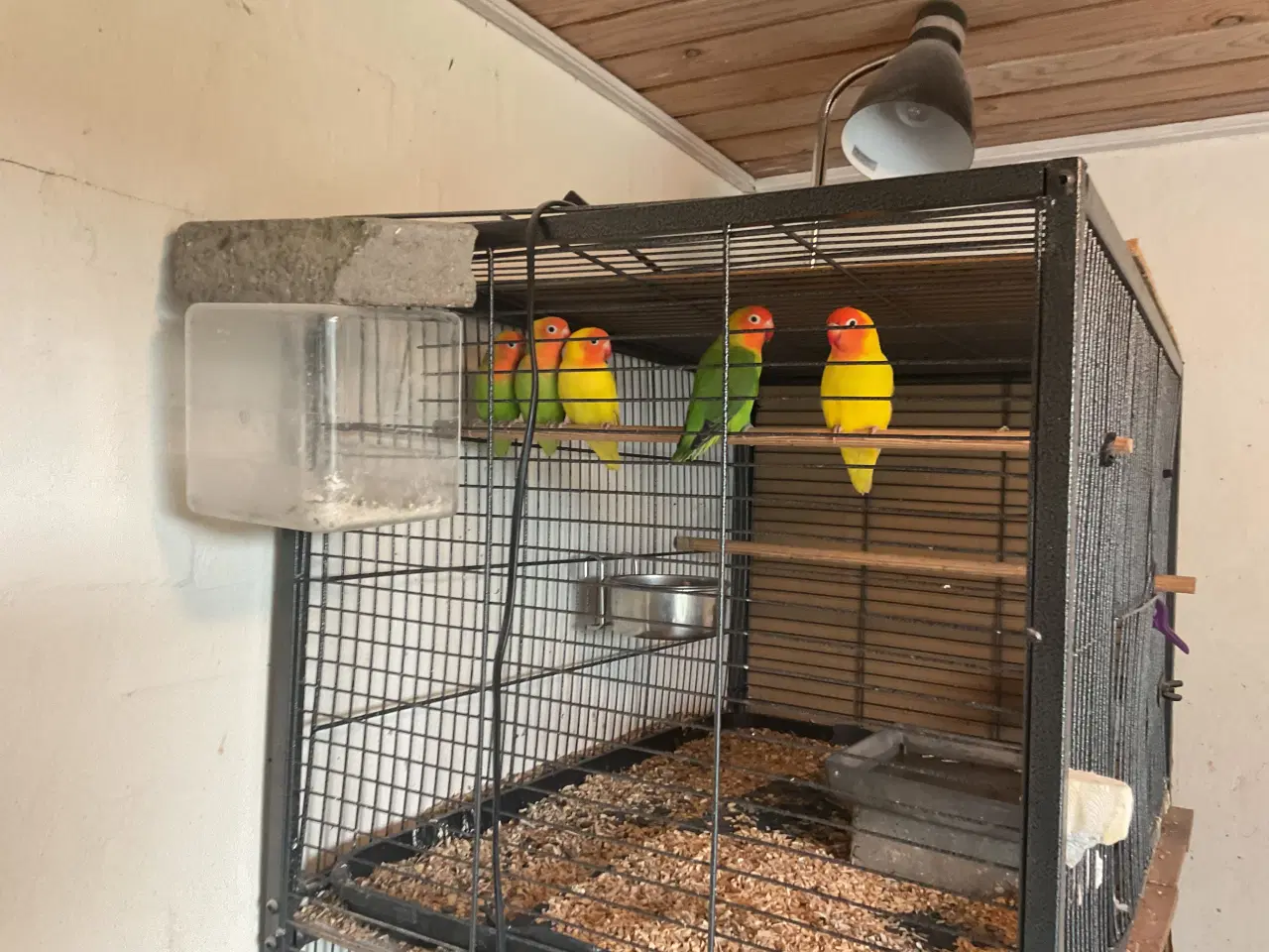 Billede 1 - Jordbærhovedet dværgpapegøjer