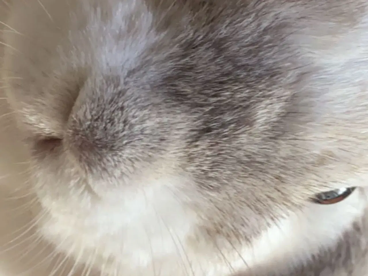 Billede 3 - Sødeste kaniner 