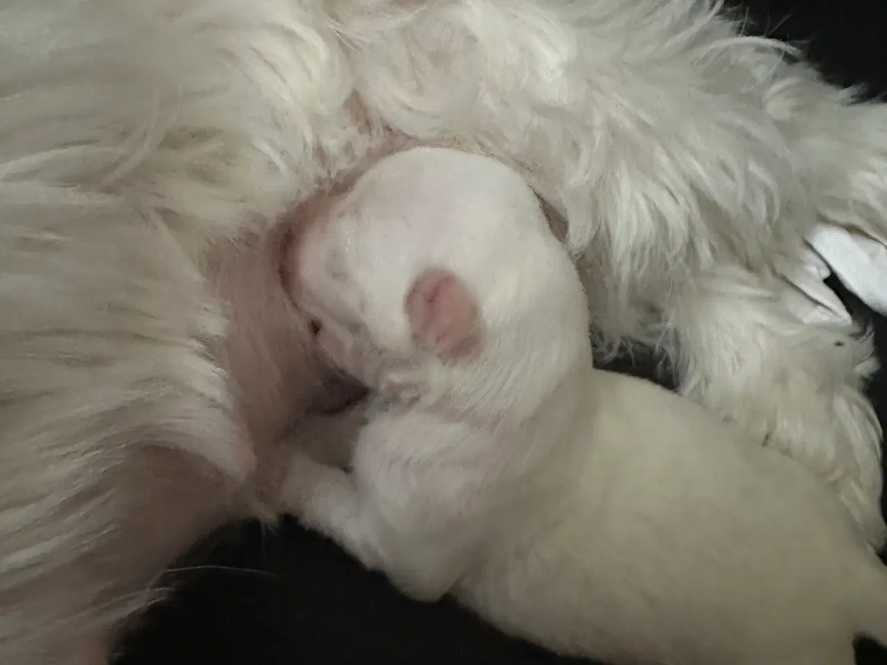 Billede 4 - Malteser hvalp