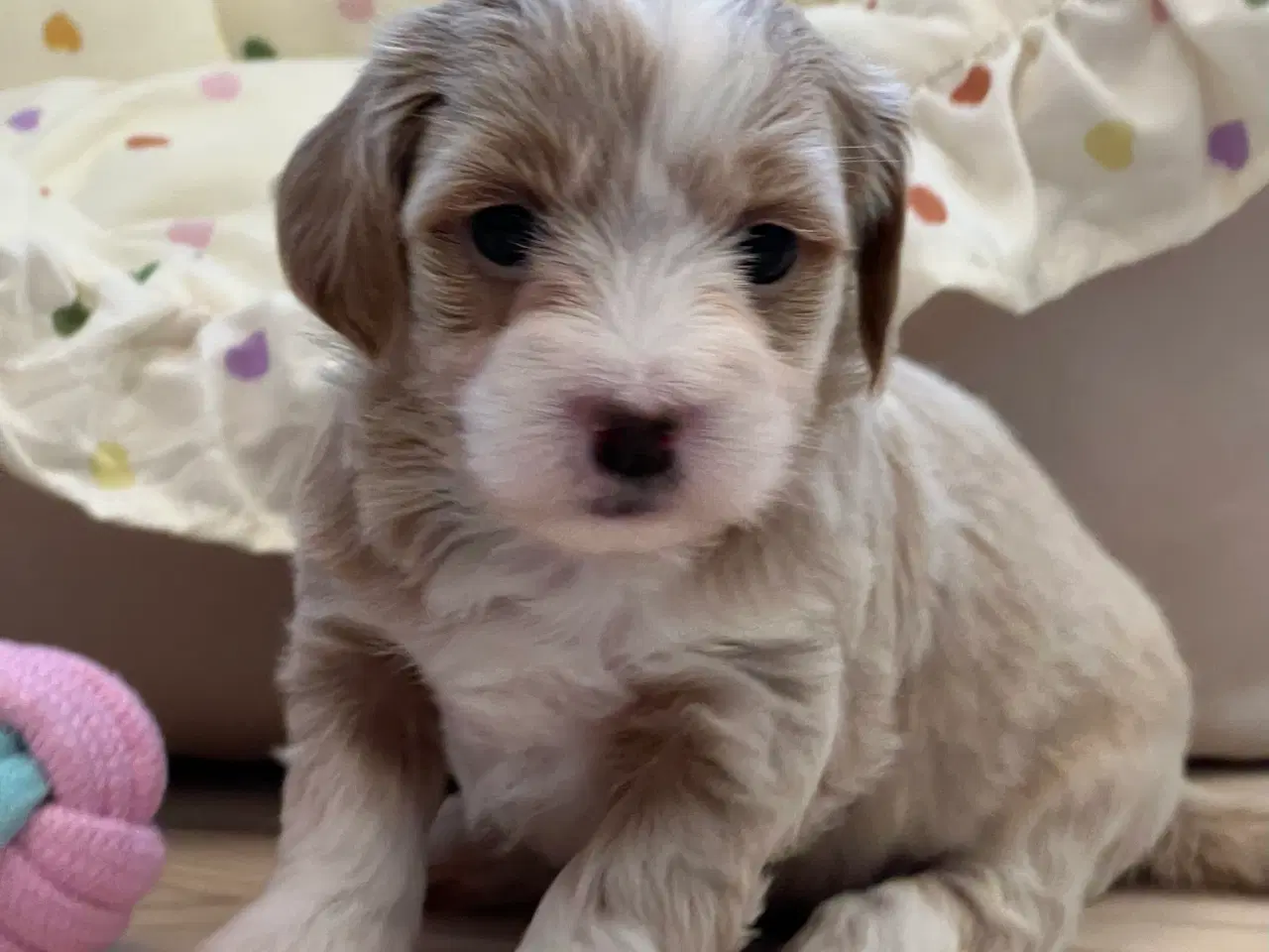 Billede 18 - Smukke Bichon Havanais 