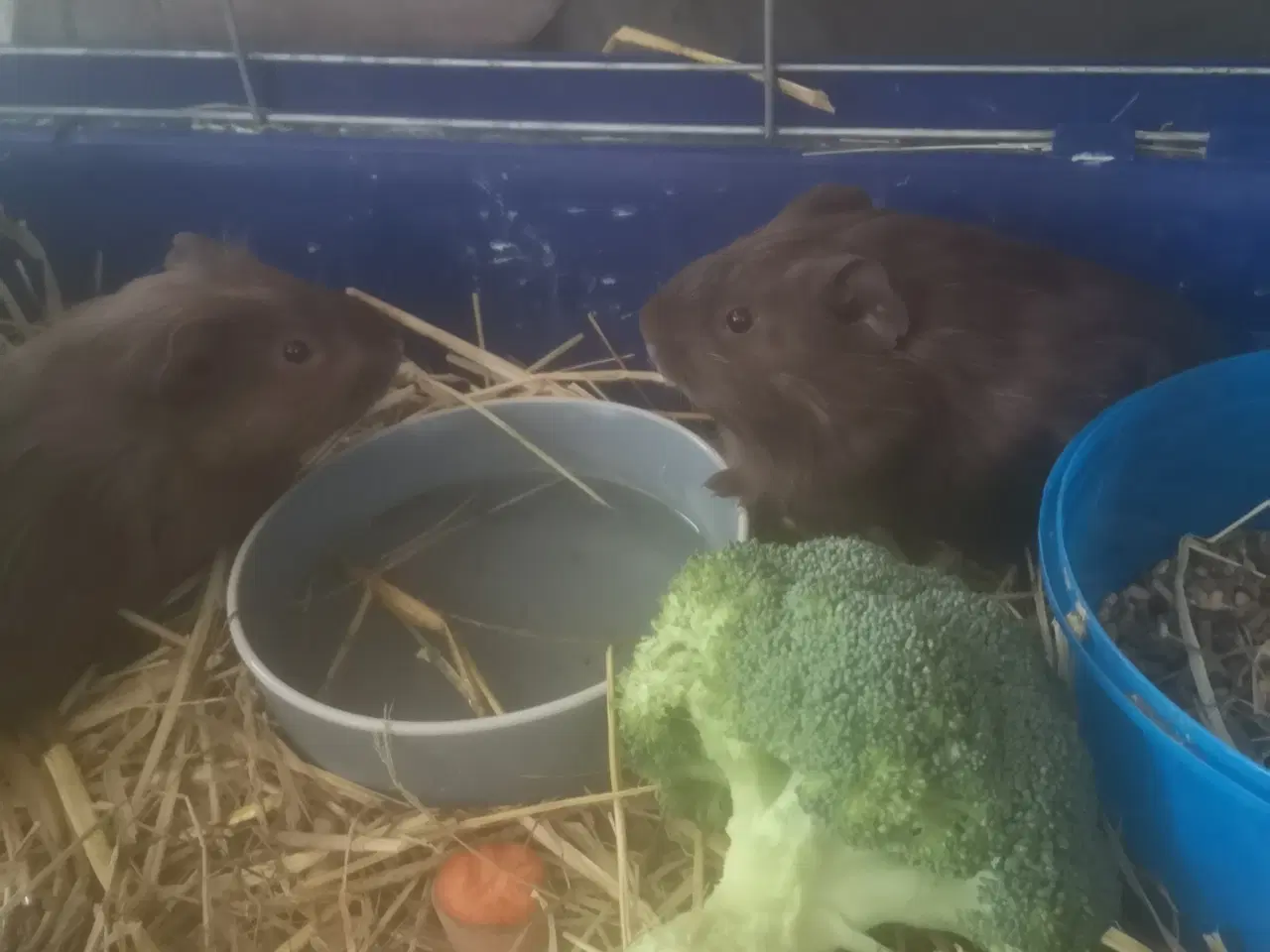 Billede 1 - Marsvin unger fra 2025