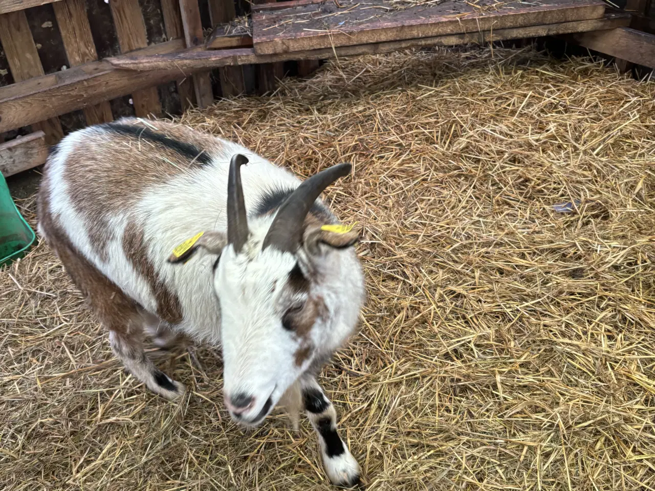 Billede 10 - Fire søde geder