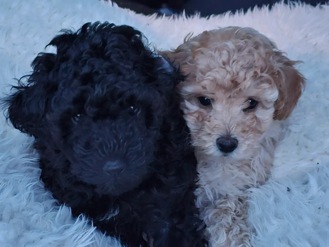 Billede 2 - Dværgpuddel hvalpe - hanner