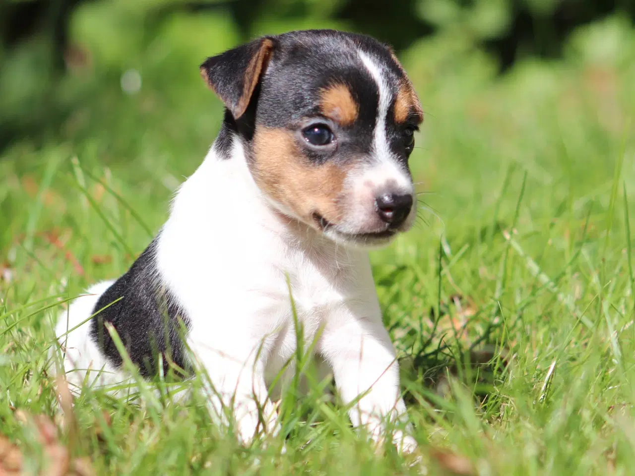 Billede 2 - Parson Jack Russell terrier hvalpe 
