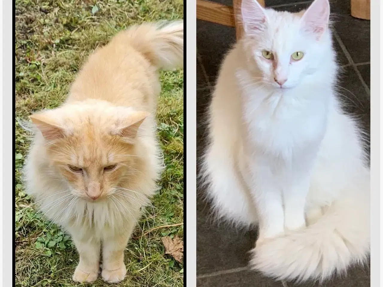 Billede 3 - 2 skovkatte killinger med stamtavle til salg