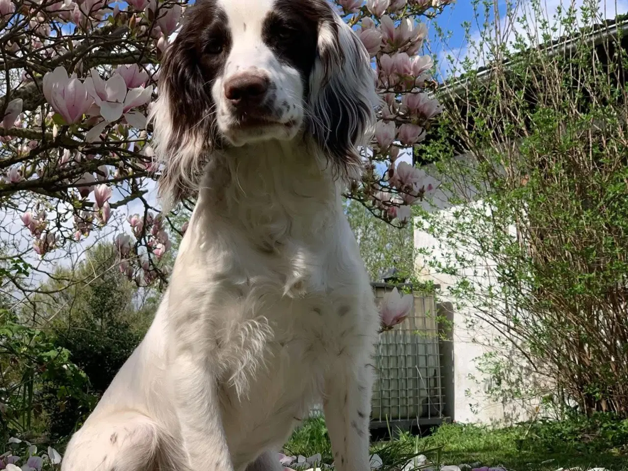 Billede 13 - FT Cocker Spaniel tæve med stamtavle