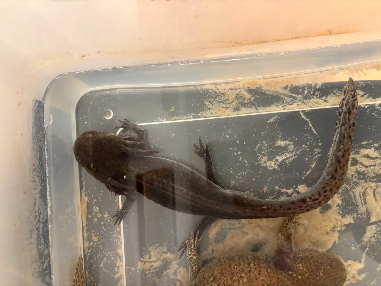 Billede 1 - Han axolotl 