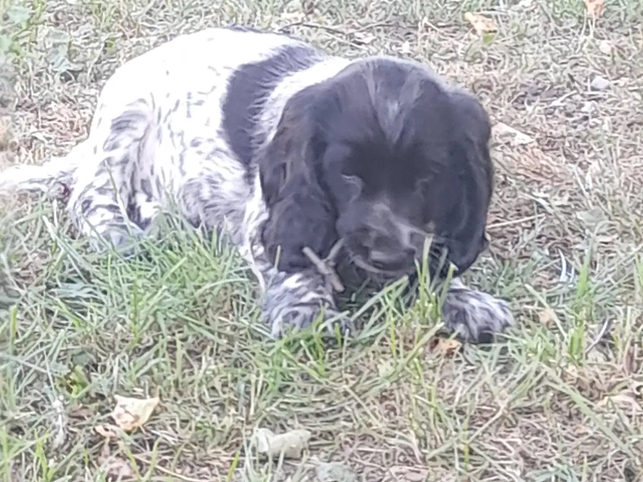 Billede 6 - engelsk cocker spaniel