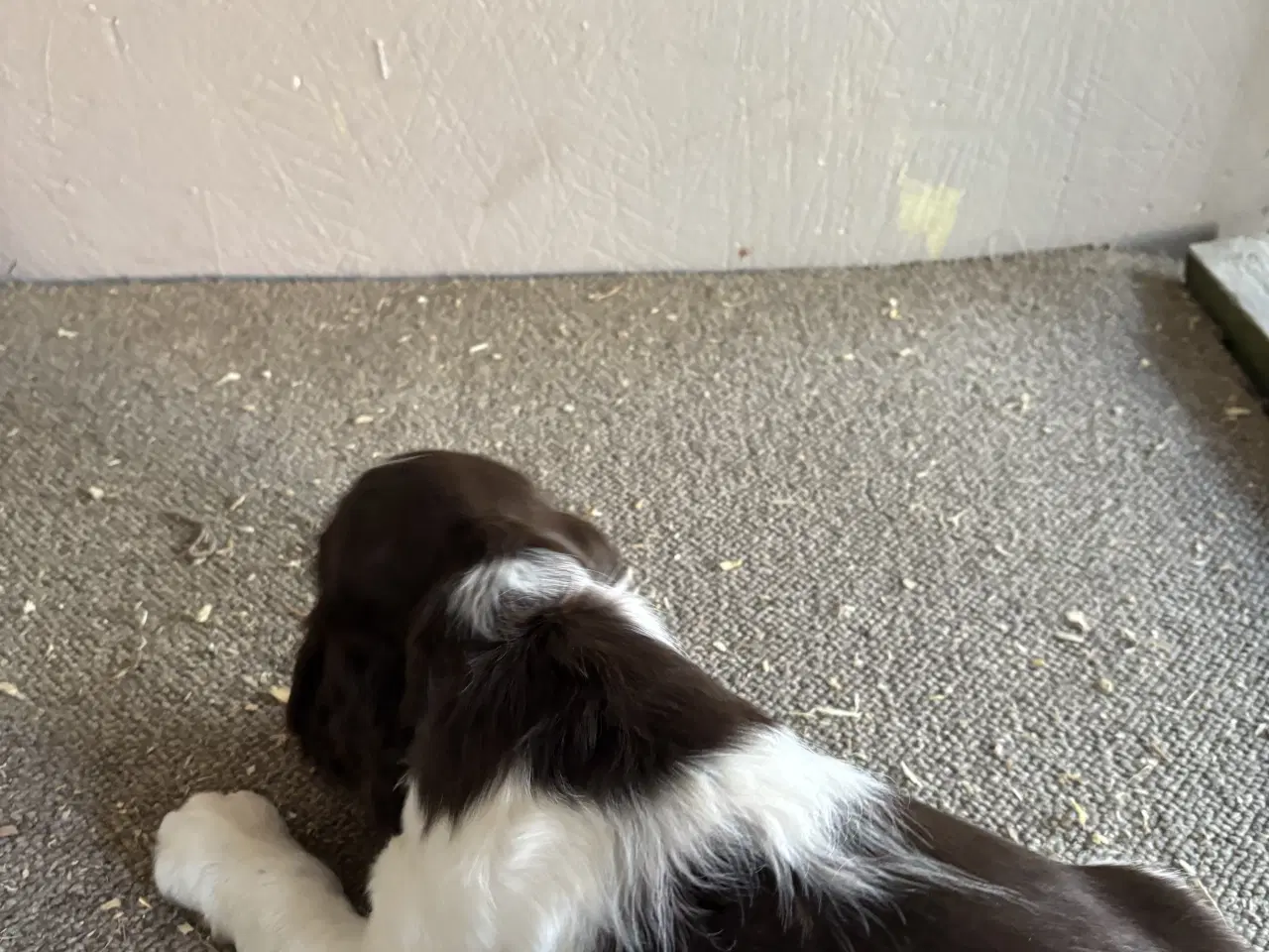 Billede 3 - Engelsk Springer Spaniel 