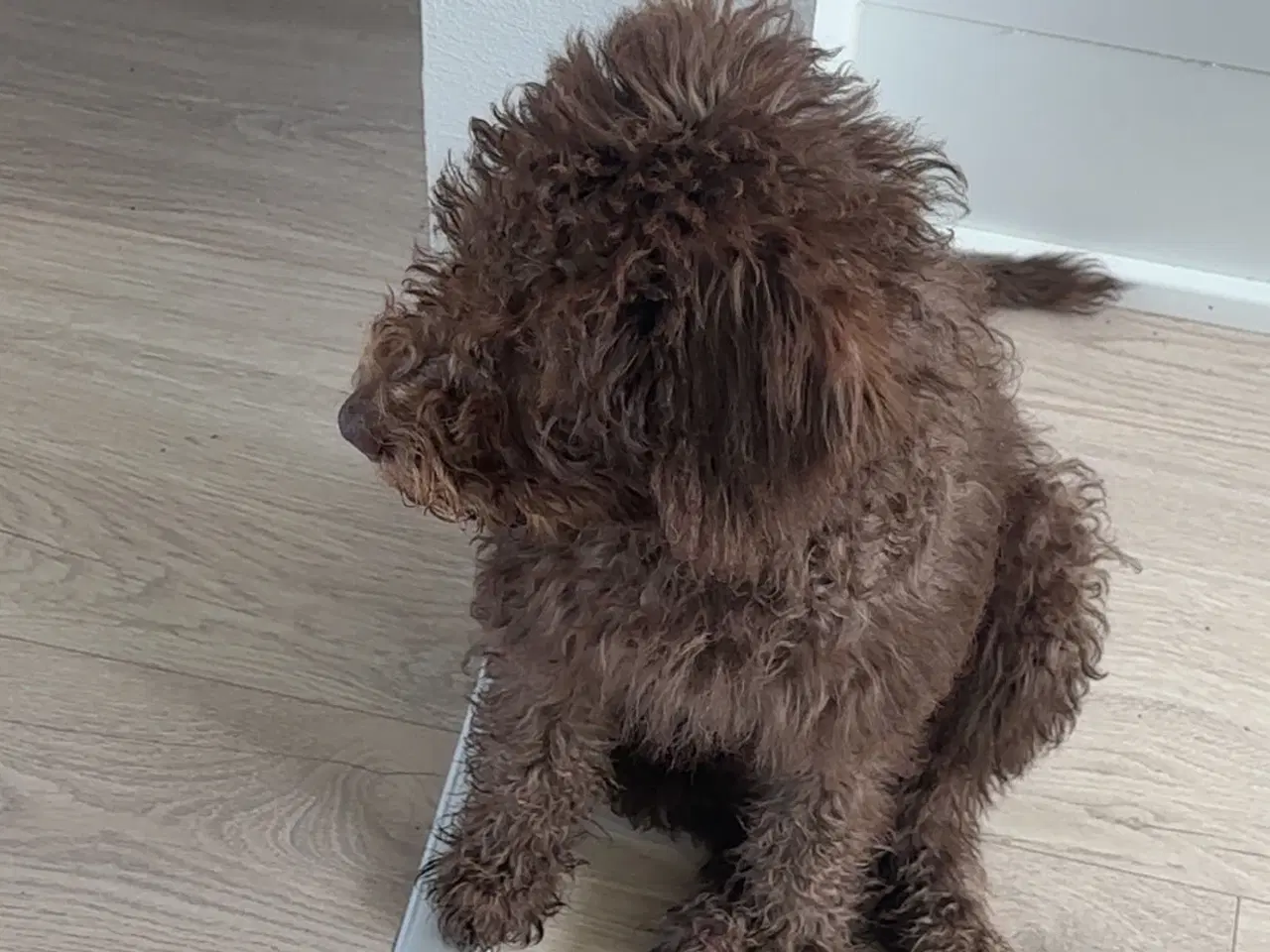 Billede 4 - Hvalp - mørkebrun labradoodle sælges