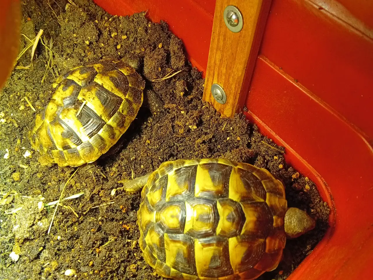 Billede 1 - Græsk landskildpadder 2stk