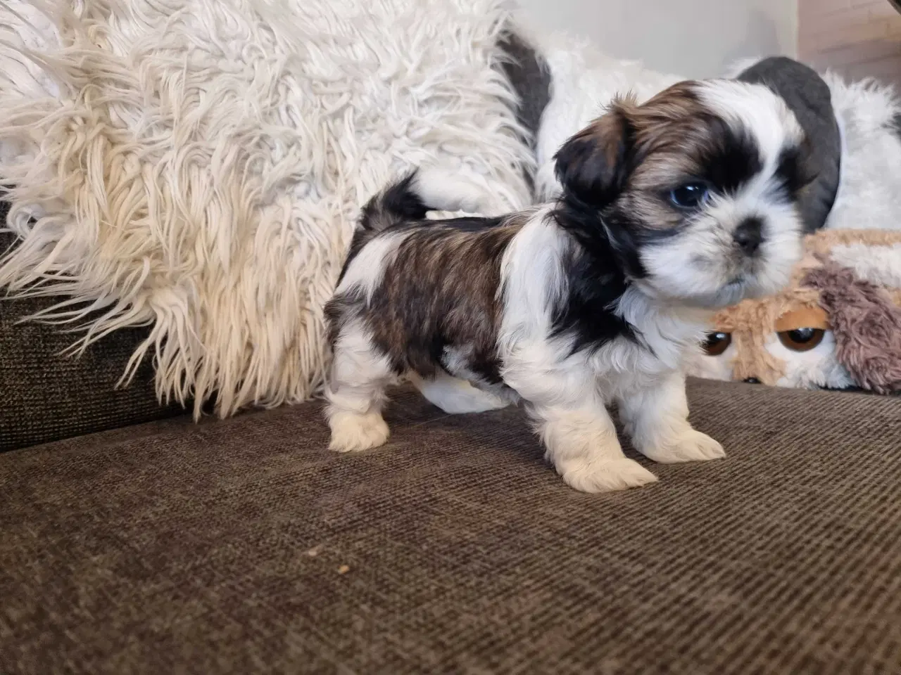 Billede 8 - Shih tzu hvalpe 