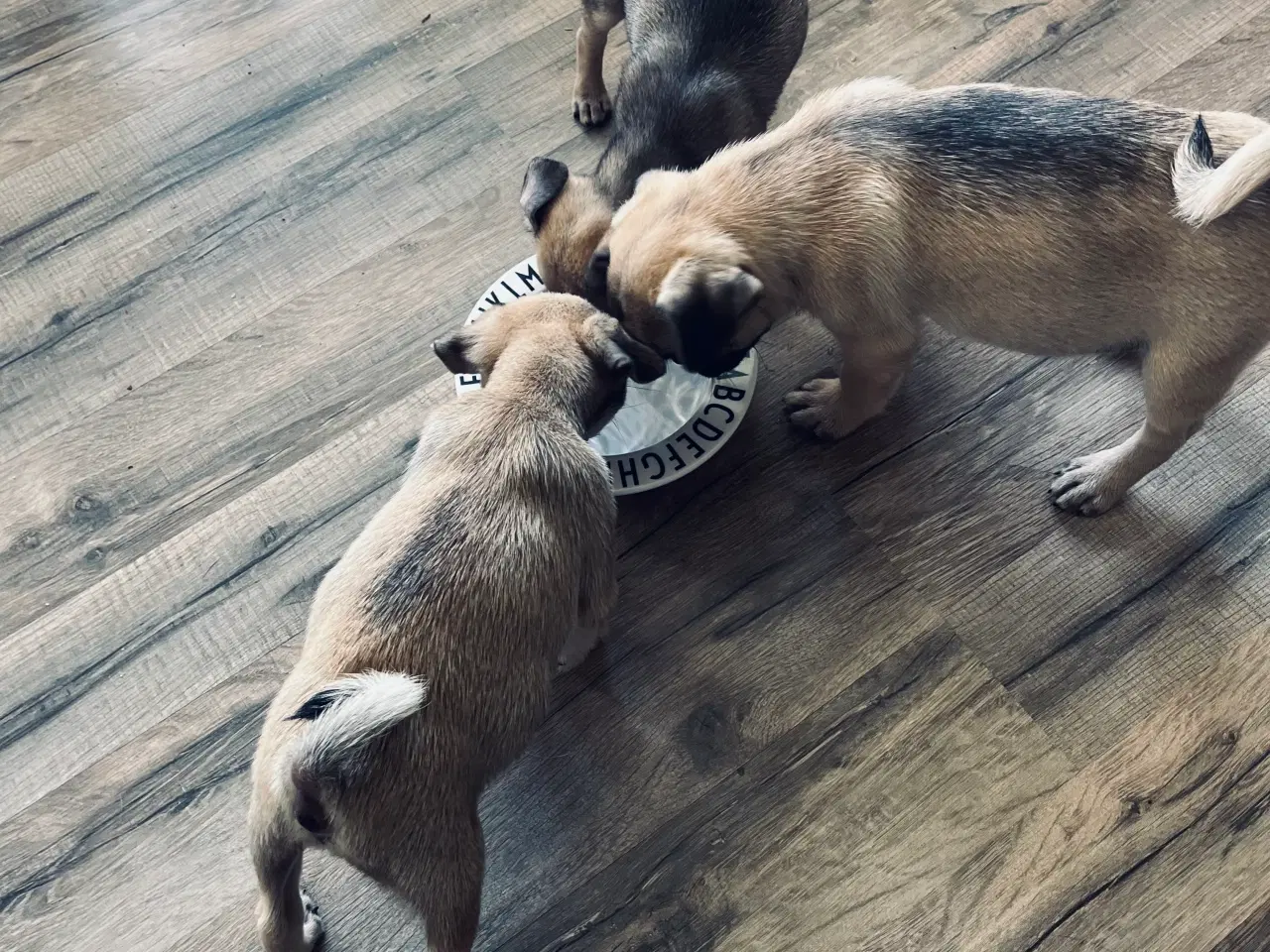 Billede 9 - Små søde mopsblandninger 🐶 