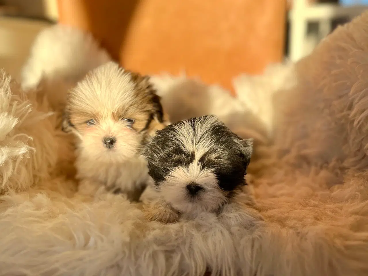 Billede 4 - Lhasa Apso hvalpe