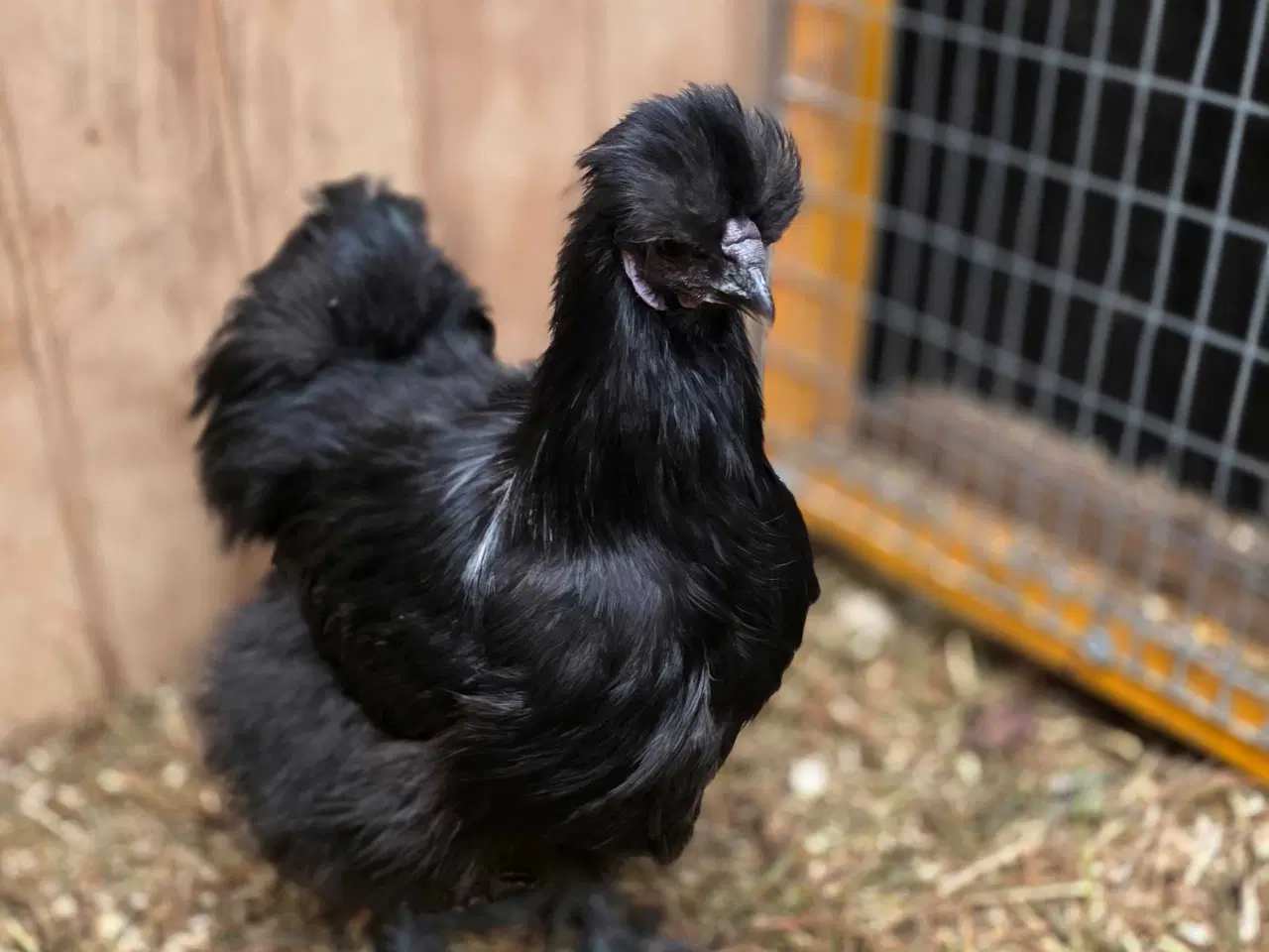 Billede 1 - Slike hane