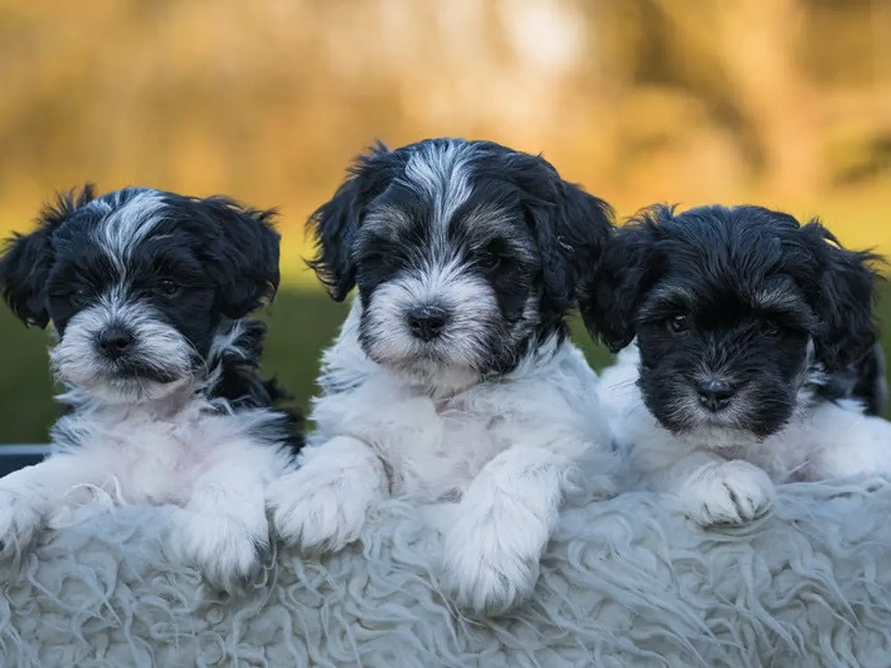 Billede 3 - Påske doodle