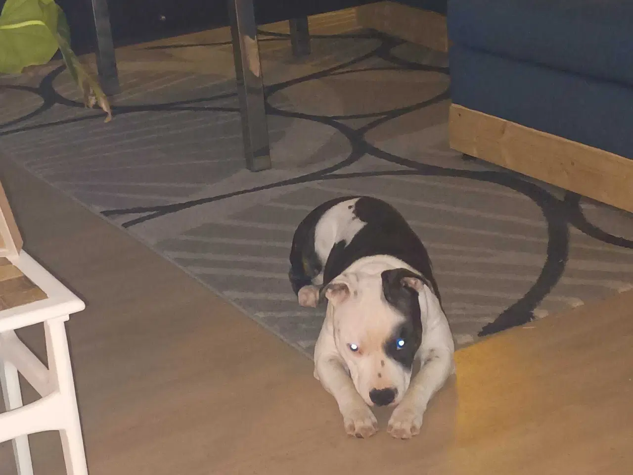 Billede 4 - Ægte sterffordshire bull terrier 