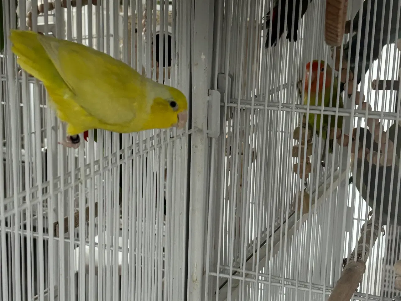 Billede 1 - 0.1 hun gul spurvepapegøje