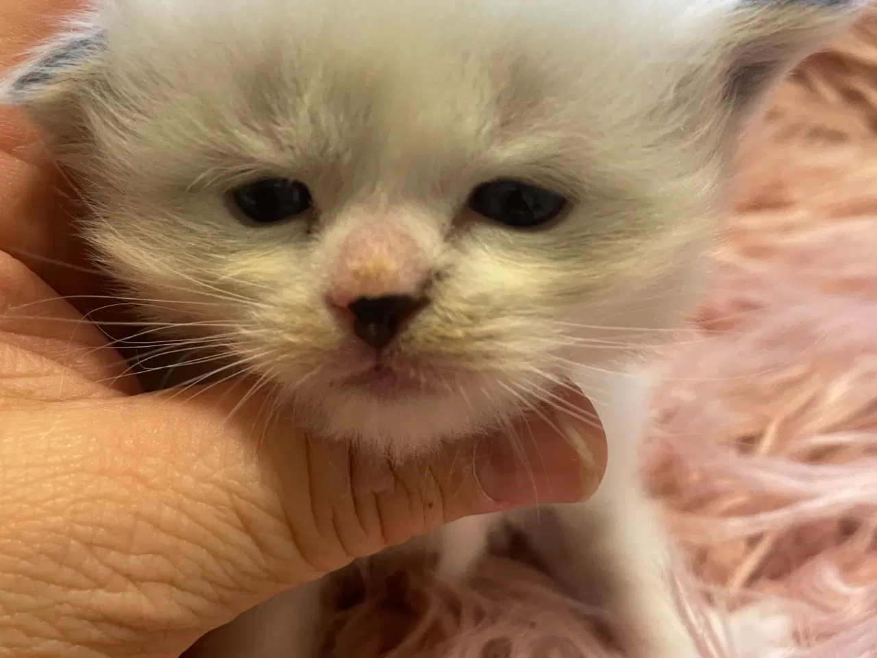 Billede 5 - Lækker ragdoll dreng med sjælden maske