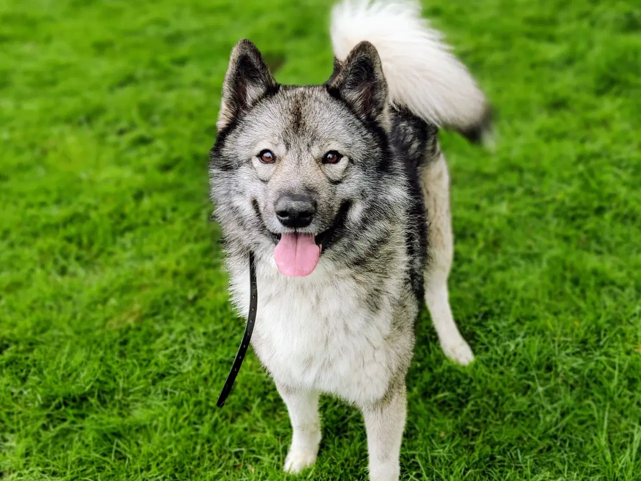 Billede 6 - Lækre guldklumper! Halv husky, samojede/malamute