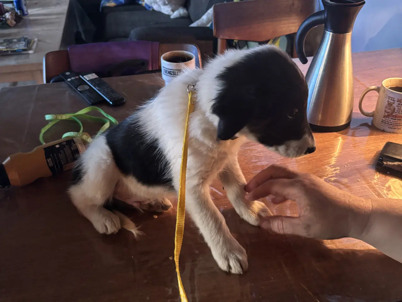 Billede 7 - Hvalpe blanding