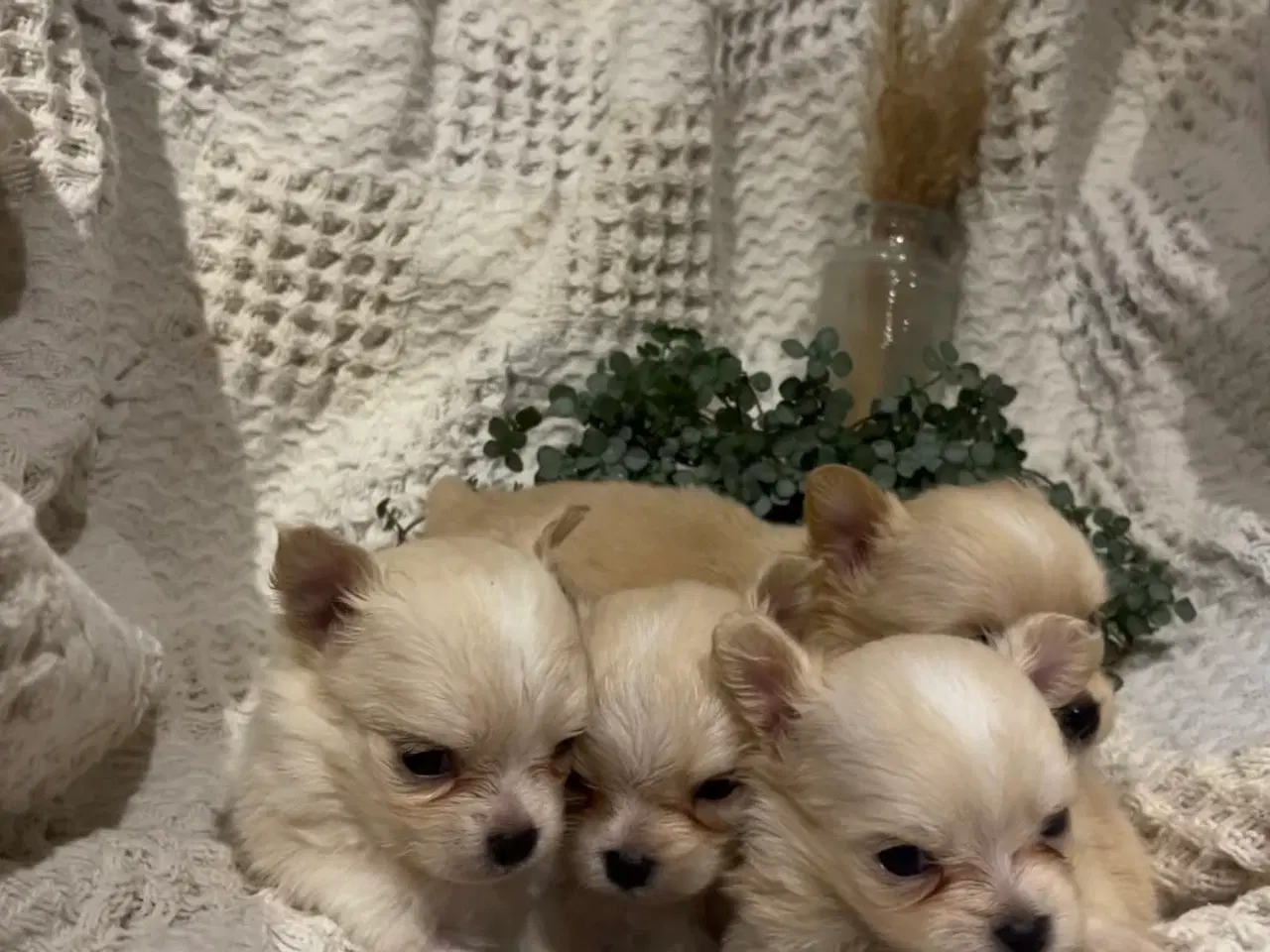 Billede 1 - Chihuahua