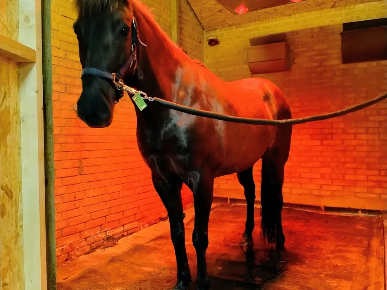 Billede 4 - Opstaldning med ridehus, ridebane og ovalbane 