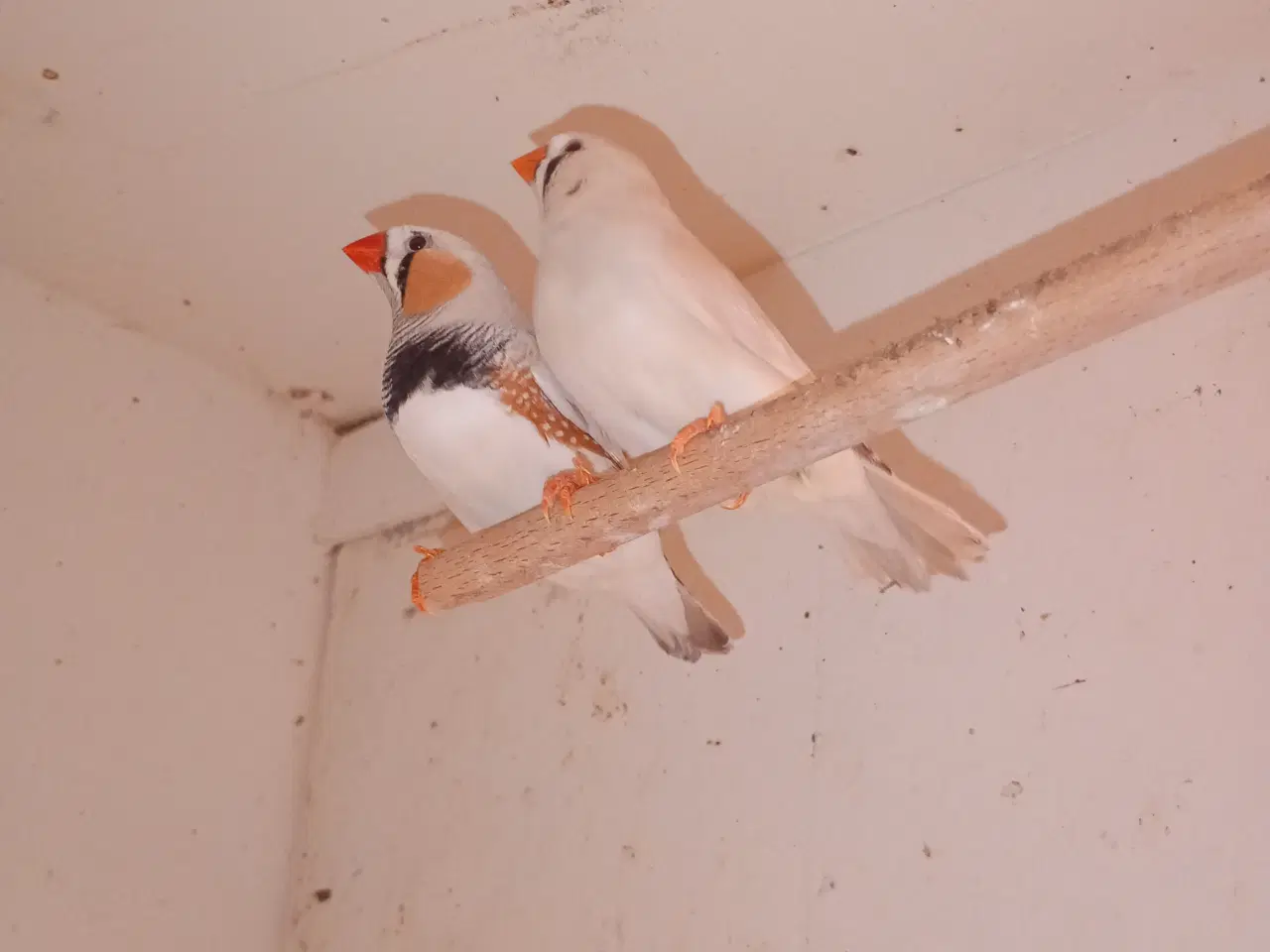 Billede 1 - Xl zebra opal/lysegrå