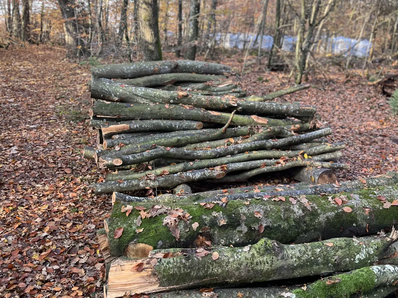 Billede 2 - Bøgetræ 