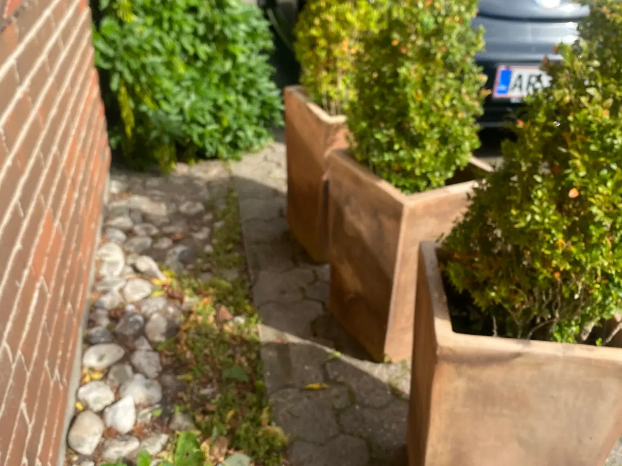 Billede 6 - 3 buksboom i krukker