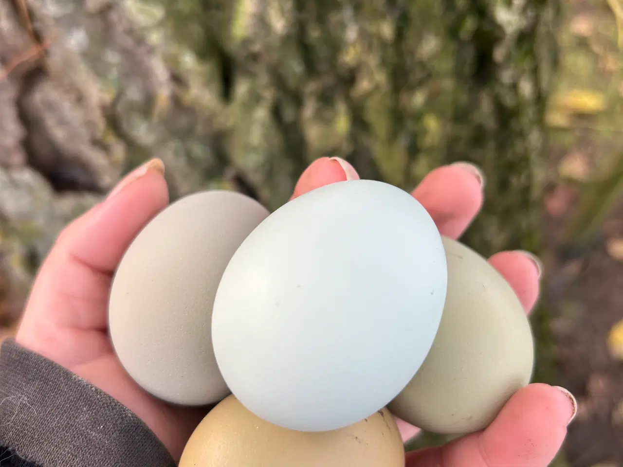 Billede 18 - Rugeæg I Gode Farver